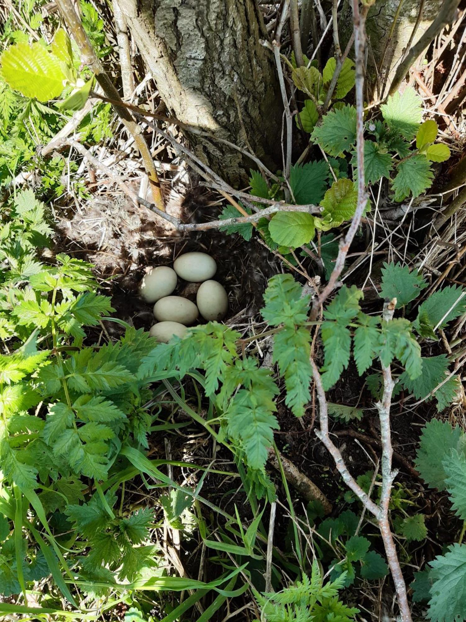 B&B Weidse Blik Ingelum Engelum Bagian luar foto